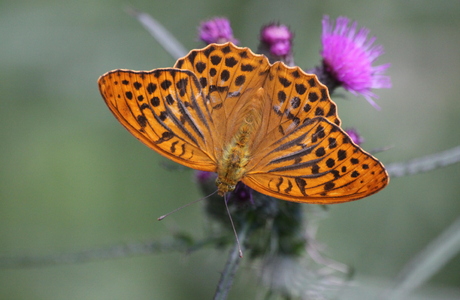 Kaisermantel (Argynnis paphia) - © Emanuel Trummer